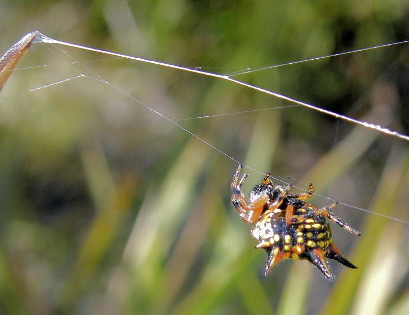 Astracantha_minax_D5992_Z_86_Home Wendy Eiby_Australie.jpg